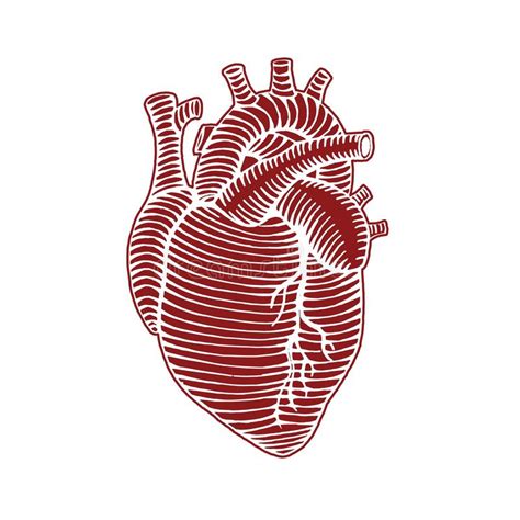 Hand Drawn Human Heart Drawing Illustration Reverse Colors