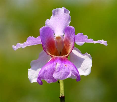 Vanda Miss Joaquim Orchid National Flower Of Singapore Flickr