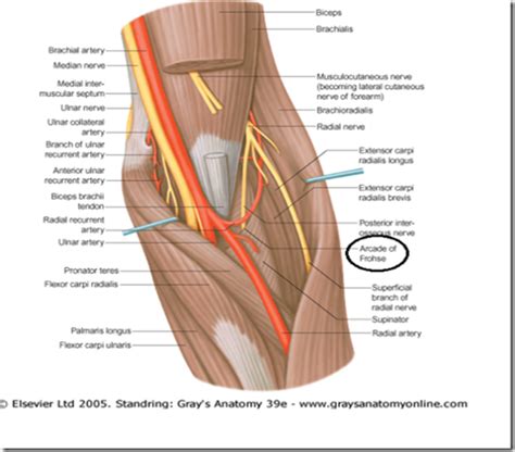 Anatomy Notes Vol Upper Limb Anatomy Medical Anatomy Anatomy