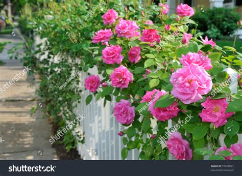 Climbing Pink Roses On White Fence Stock Photo 79161823