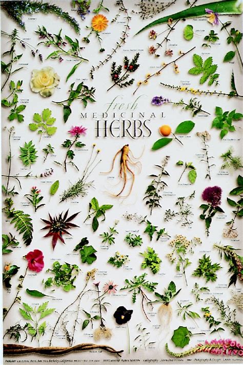 Posters Fresh Medicinal Herbs Poster