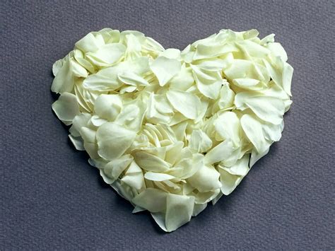 You can experience the version. Kumpulan Gambar Bunga Mawar Putih yang Cantik & Indah:Blog Bunga