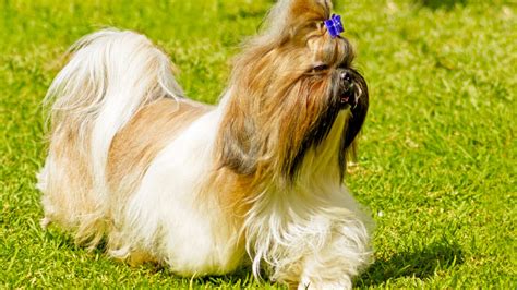 Shih Tzu Dog Breed Information With Pictures