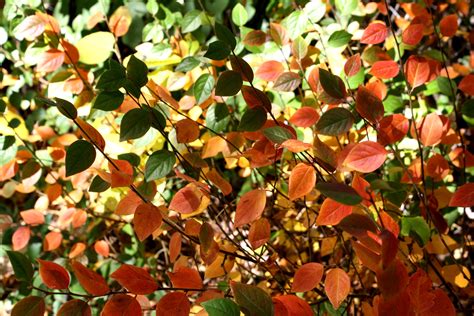 Colorful Autumn Leaves Texture Picture Free Photograph Photos