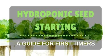 Hydroponic Seed Starting A Guide For First Timers