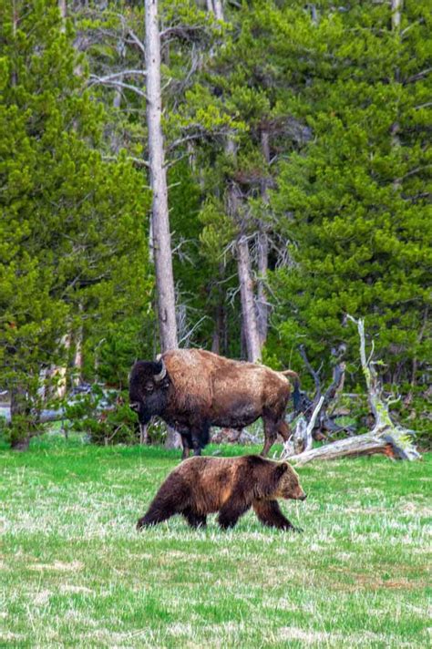 American Bison And Grizzly Bear In Yellowstone National Park Wyoming
