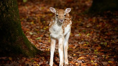Baby Deer Is Standing Near A Tree Hd Animals Wallpapers Hd Wallpapers