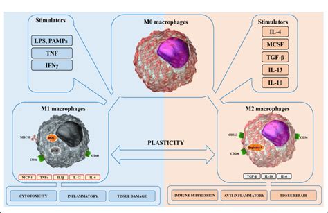 M1 And M2 Macrophages Polarization Macrophages Are Differentiated Into