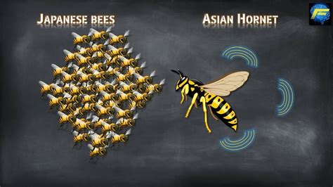 Asian Giant Hornets Vs Japanese Honey Bees Top 5 Facts Video Youtube