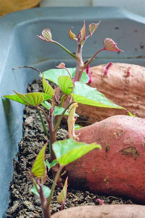How To Grow Sweet Potatoes At Home Gardeners Path Growing Sweet