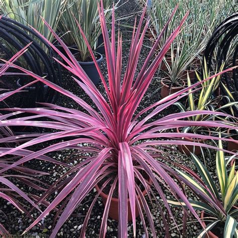 Buy Cordyline Australis Pink Passion Delivery By Charellagardens