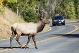 Photos of Hit A Deer Insurance Claim