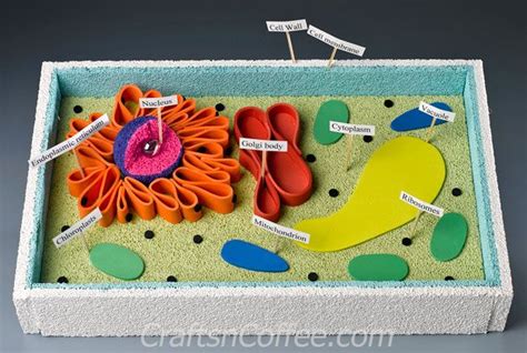 Brilliant Save This For Science Fair How To Diy A 3 D Plant Cell