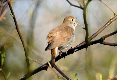 Nightingale Kev Chapman Flickr