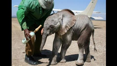 Orphaned Elephant Becomes Mom To Cutest Baby Elephant Watch To Know