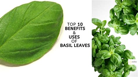 Top 10 Benefits And Uses Of Basil Leaves