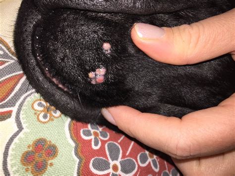 My Dog Has A Cluster Of Flat Pink Bumps On Her Chin What Are These