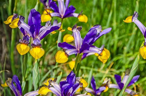 Iris Growing Guide Jung Seeds Gardening Blog