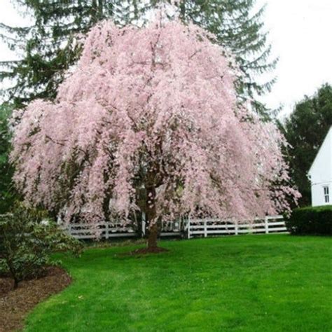 5 Weeping Light Pink Cherry Tree Seeds Flowering Japanse Ornimental