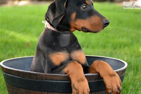 Doberman Pinscher Puppy For Sale Near Fort Wayne Indiana 711e7645 7801