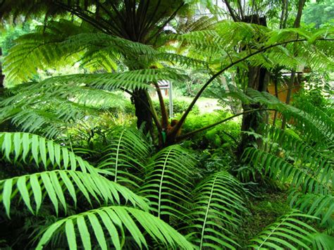 Tropical Forests Are Not The Carbon Sinks We Thought They