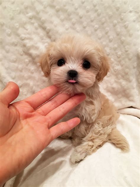 Several factors influence price, including breeder experience, coat color and coat pattern, and even size—you'll see different prices for teacup maltipoo puppies for sale, black maltipoo puppy for sale, etc. Tiny Teacup Maltipoo Malti-poo Puppy for sale california ...