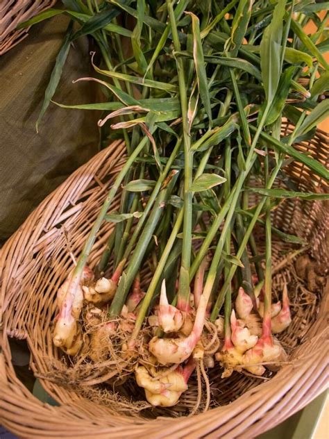Growing Ginger With Helpful Tips For Indoor And Outdoor Growing
