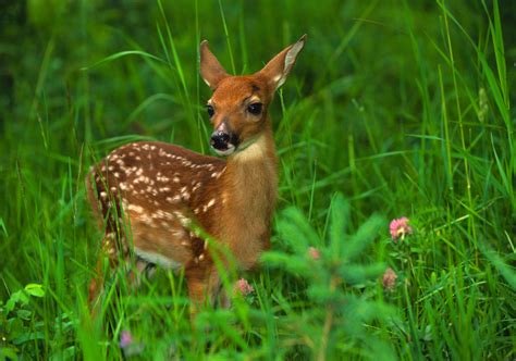 What To Do And Not Do If You Find A Baby Deer