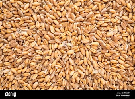 Background Of Hard Red Winter Wheat Grain Stock Photo Alamy