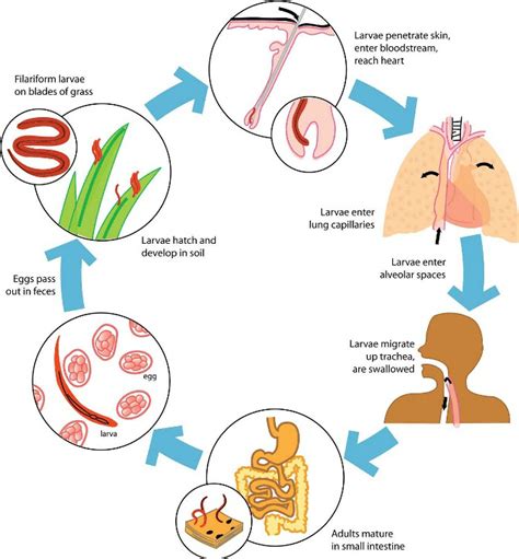 Life Cycle Of The Human Hookworm N Americanus Download Scientific