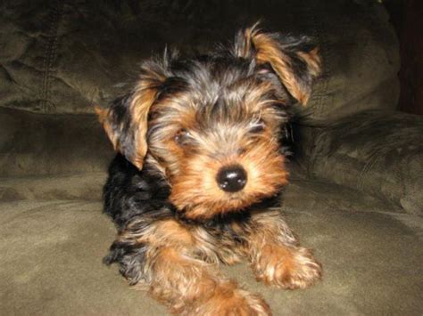 Yorkie puppies, in general, are delightful characters, and are lively, entertaining, and very loyal. AKC Yorkshire terrier puppy for Sale in Spokane ...