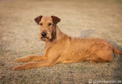 ᐅ Irish Terrier | Verhalten, Charakter & Haltung des Hundes