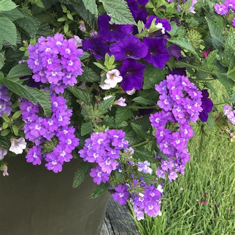 Verbena Superbena Violet Ice Buy Verbena Annuals Online