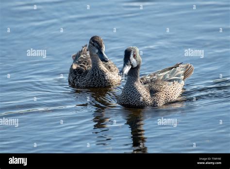 Teal Ducks Hi Res Stock Photography And Images Alamy