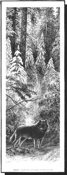 Bill Oneill Art Prints Timber Wolf