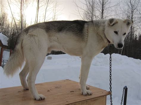 Contact thunderfeet seppala siberian puppies on messenger. Seppala Siberian Sleddog Puppies - Puppy Dog Gallery