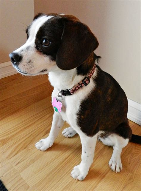So Pretty Boston Terrier Beagle Boglen Terrier Love Her Shes