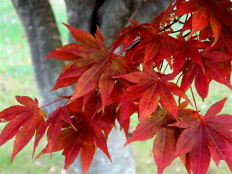 Autumn Japanese Maple Photograph By Arlane Crump Fine Art America