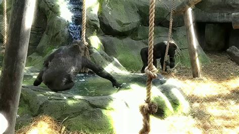 Magical Feeding Time With The Gorillas At Chessington Zoo Youtube