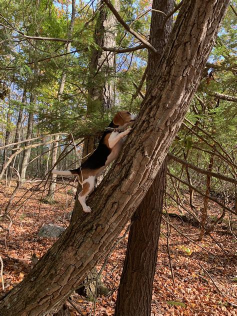 Treeing Walker Coonhound Climbing Tree