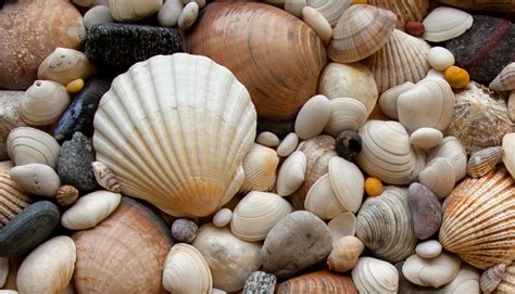 What Are Different Types Of Seashells With Pictures