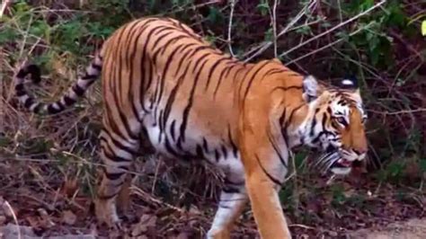 Sc Stays Construction Of Road Through Rajaji Tiger Reserve Latest