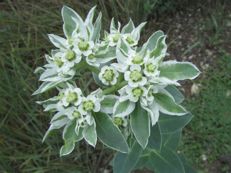 Euphorbia Marginata Snow On The Mountain World Of Succulents