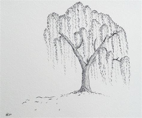 Willow Tree Black And White Drawing Johnson Befteeprishe