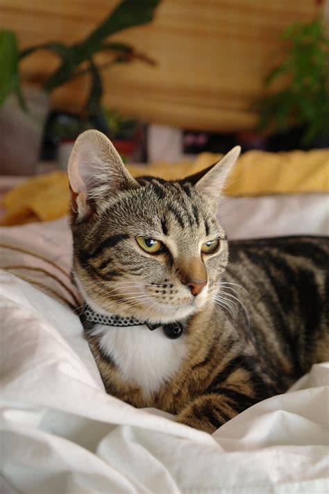 Cat Cat On Bed Calum Bailey Flickr