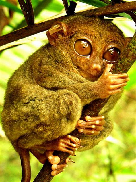 Tarsier In Bohol Philippines Attracttour