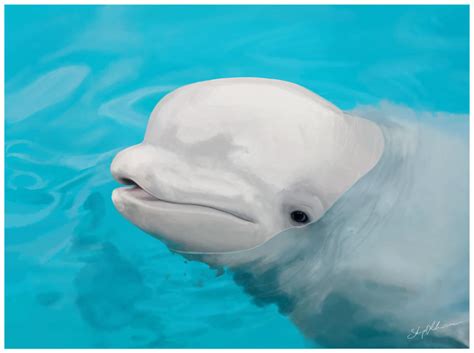 Beluga By Skyebobpiepants On Deviantart