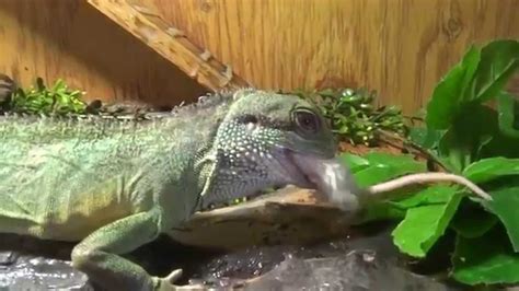 Chinese Water Dragons Eating Large Mice Youtube