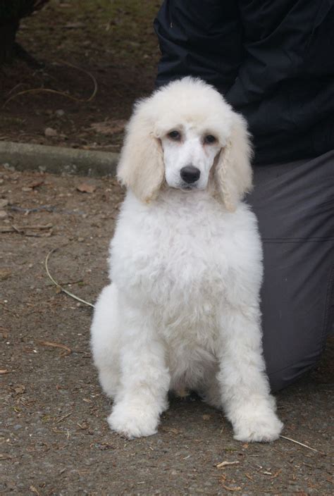 Favorite this post jun 6 standard poodle puppies (tpa > port richey) pic hide this posting restore restore this posting. Pedigree White Standard Poodle Boy Puppy | Builth Wells ...
