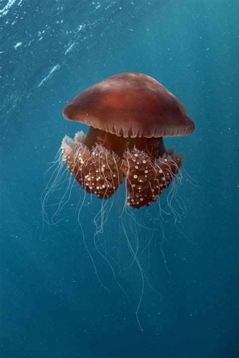 The Blooming Marvellous World Of Australias Jellyfish In Pictures